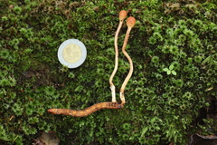 Paraisaria gracilioides