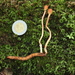 Paraisaria gracilioides - Photo (c) Alan Rockefeller, alguns direitos reservados (CC BY), uploaded by Alan Rockefeller