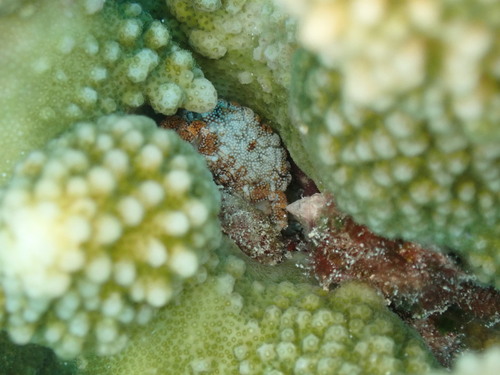 Pseudoliomera speciosa observed 2025-07-23