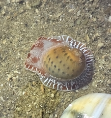 アラゴマフダマ