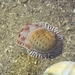 アラゴマフダマ
