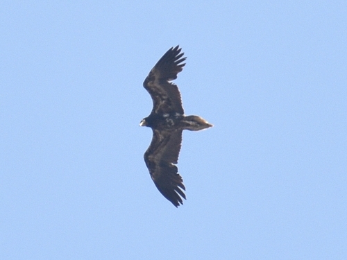 Vautour percnoptère, jeune