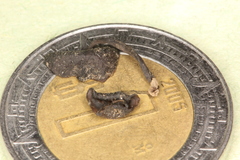 Psilocybe muliercula