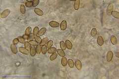 Psilocybe muliercula