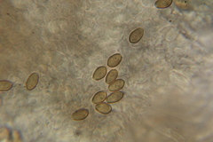 Psilocybe muliercula