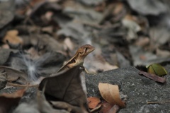 Stenocercus iridescens