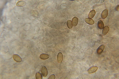 Psilocybe muliercula