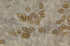 Psilocybe muliercula