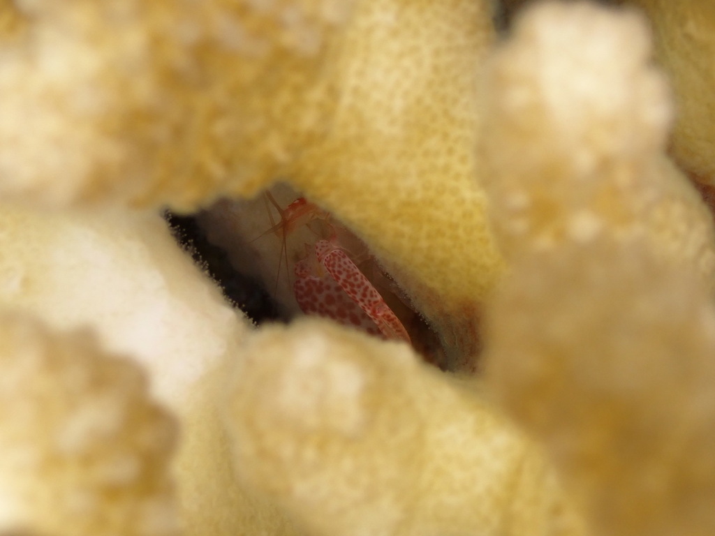 Coral snapping shrimp