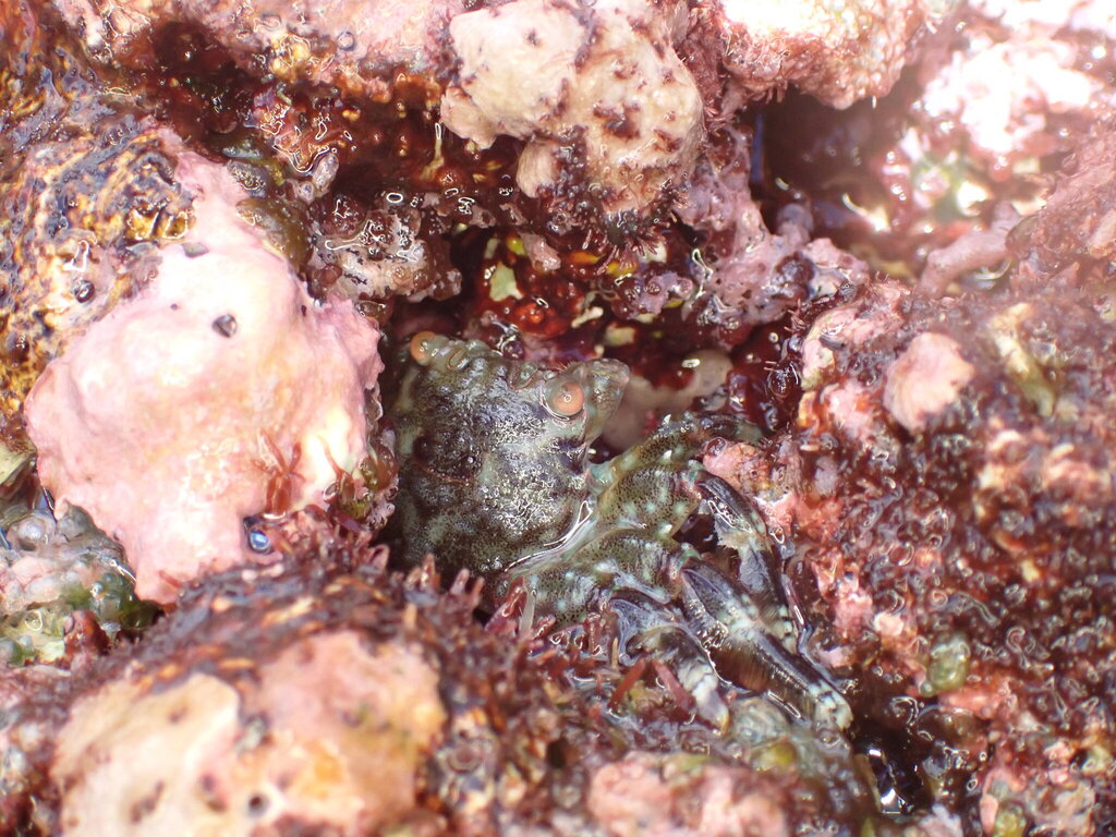 Seducing Rafting Crab