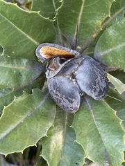 Banksia ilicifolia