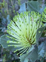 Banksia ilicifolia