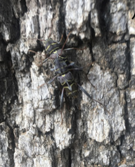 Neoclytus scutellaris