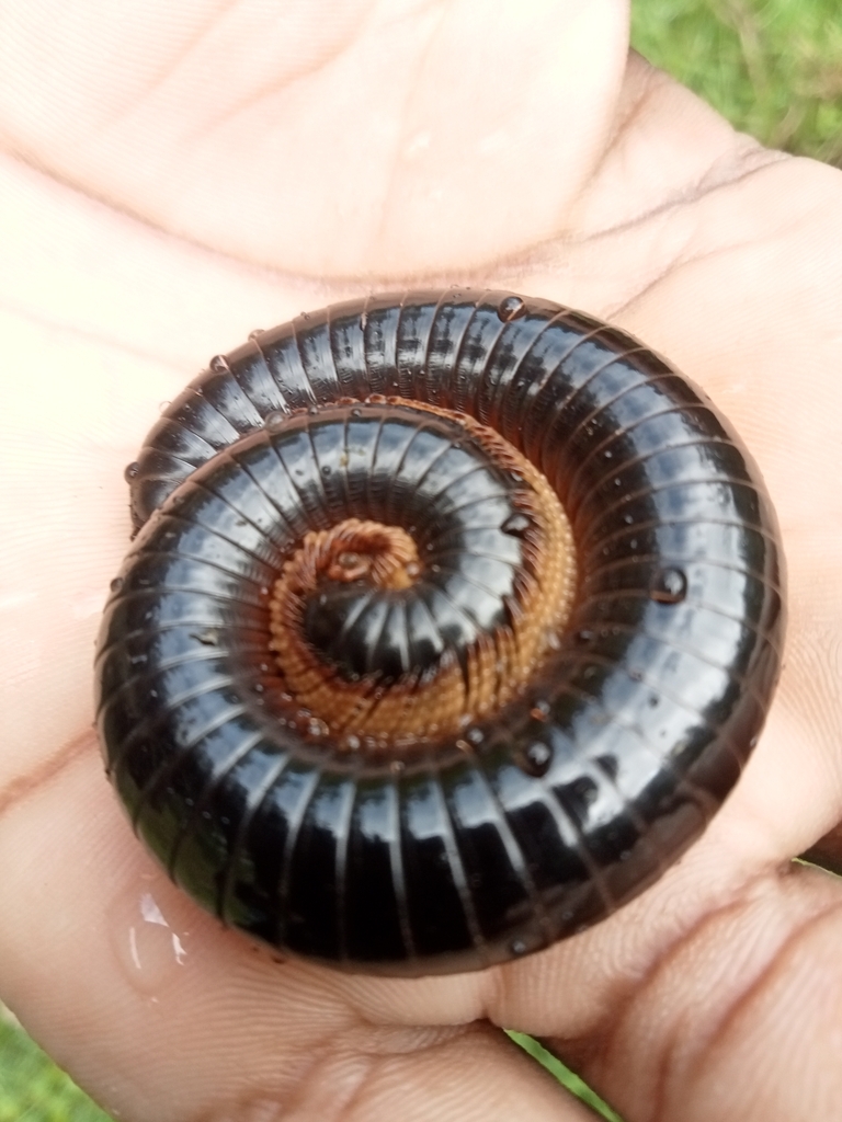 Natal Black Millipede