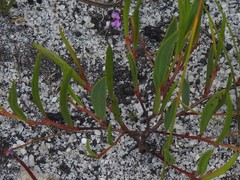 Indigofera guthriei
