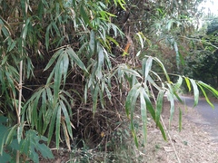 Bambusa stenostachya