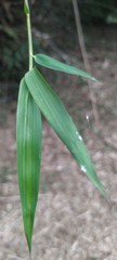 Bambusa stenostachya