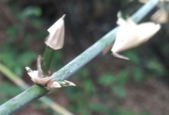 Bambusa stenostachya
