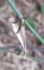 Bambusa stenostachya
