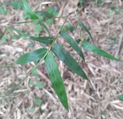 Bambusa stenostachya