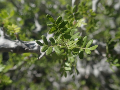 Commiphora tsimanampetsae Capuron