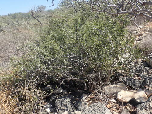 Commiphora tsimanampetsae Capuron 2