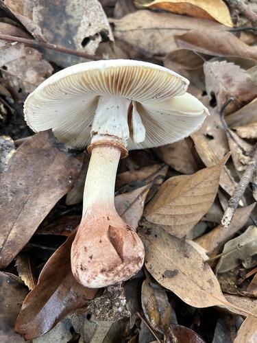 Amanita gymnopus