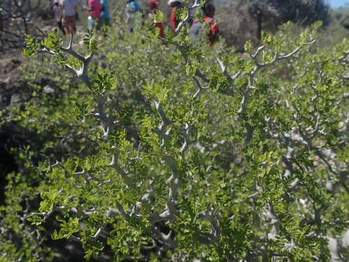 Commiphora tsimanampetsae Capuron 3