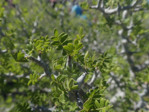 Commiphora tsimanampetsae Capuron 4