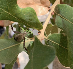 Acanthocephala declivis