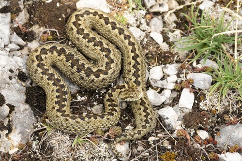 Meadow Viper, Montenegro, photo 10 of 10