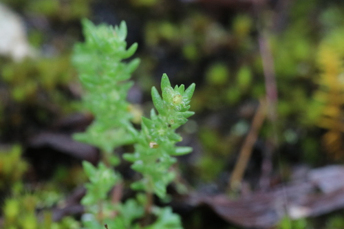 Crassula colorata