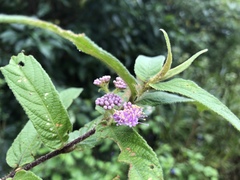 Callicarpa pilosissima