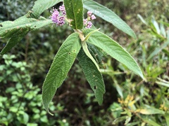 Callicarpa pilosissima