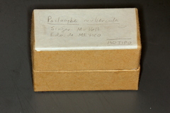 Psilocybe muliercula