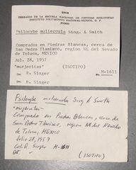 Psilocybe muliercula