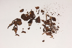 Psilocybe muliercula