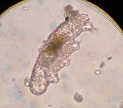 Eutardigrada