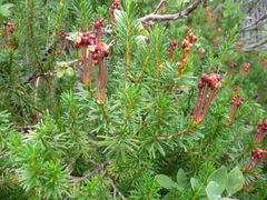 Phyllodoce empetriformis