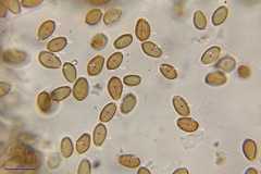 Psilocybe muliercula