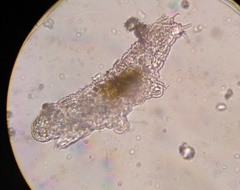 Eutardigrada