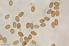 Psilocybe muliercula