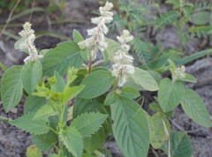 Cyathula orthacantha