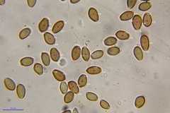 Psilocybe muliercula