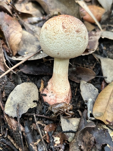 Amanita gymnopus