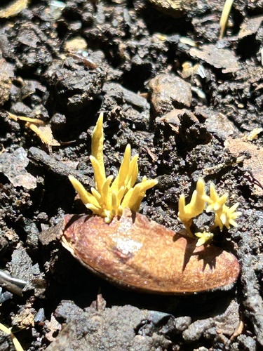 Penicilliopsis clavariiformis