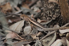 Stenocercus iridescens