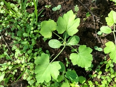 Cucurbita foetidissima