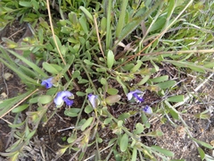 Polygala kalaxariensis