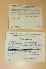 Psilocybe muliercula